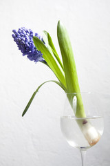 hyacinth in glasses