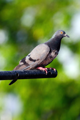 Pigeon
