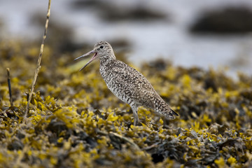 Willet  (Tringa semipalmata)