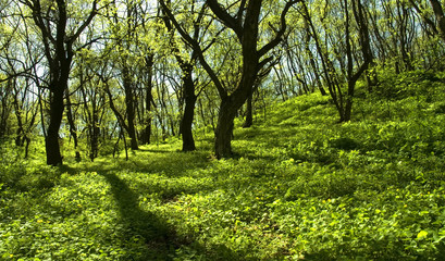 Fototapeta premium forest