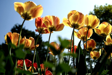tulpenfeld in der mittagssonne