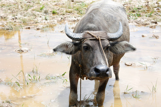 Ox