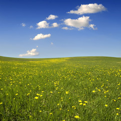 field of flowerings dandelions