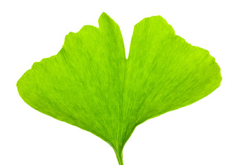 Ginkgoblatt 4