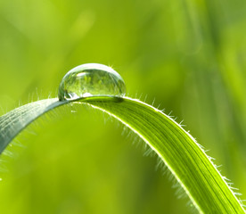 drop on a grass
