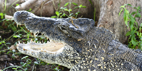 Krokodil