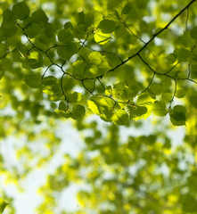 green leaves