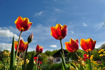 Fototapeta na wymiar rot-gelbe Tulpen