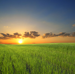 green grass on a background beautiful sunset