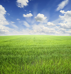 green grass and blue sky