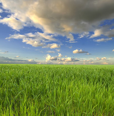 green grass and blue sky