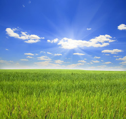 green grass and blue sky