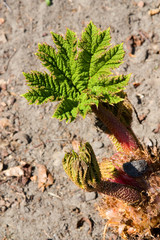 Riesen-Gunnera - Gunnera manicata