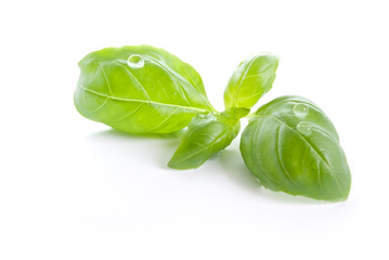 basil
