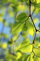 green spring leaves