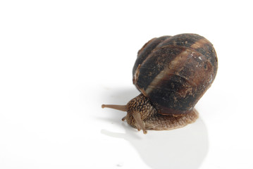 snail