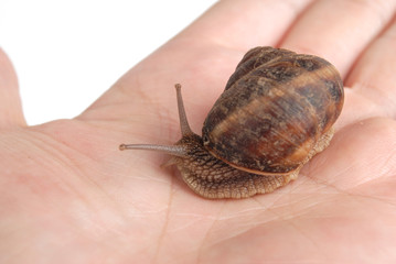 snail