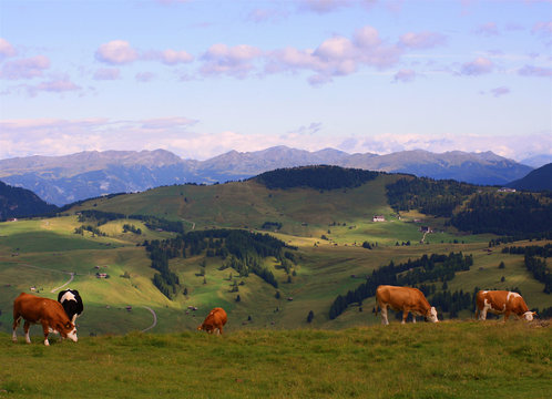 Pascolo al'Alpe di Siusi