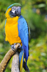 Ara Ararauna bleu et jaune sur un perchoir