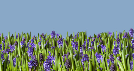 Hyacinths spring meadow