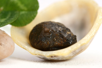 coquillage et petit caillou