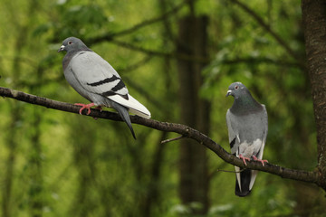 Two pigeons in a tree