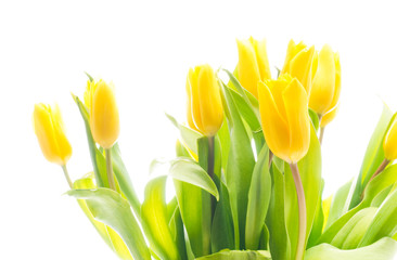 Fototapeta premium Tulips