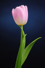 Fototapeta premium Tulip