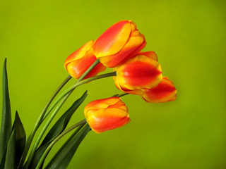цветы,тюльпан,букет