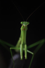 praying mantis