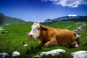 Fototapeta na wymiar Cow resting on green grass