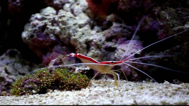 Lysmata amboinensis - Wei&szlig;bandputzergarnele