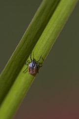 Tick crawling on grass.