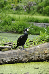 Cormorano