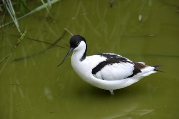 Avocetta