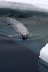 Weddell seal (Leptonychotes weddellii)