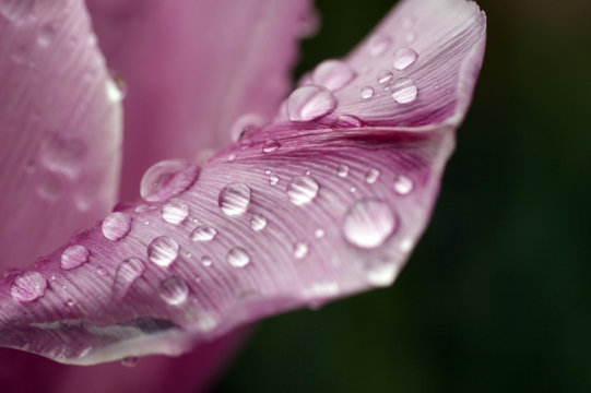 rosa Tulpenblatt mit Regentropfen