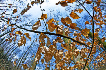 Spring tree crowns with old leaves