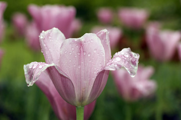 rosa Tulpe mit Regentropfen