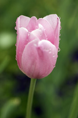 rosa Tulpe im Regen
