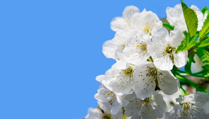 cherry blossom