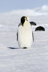 Fototapeta na wymiar Emperor penguin (Aptenodytes forsteri)