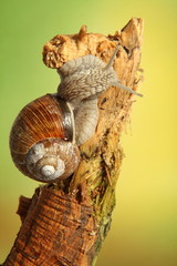 Weinbergschnecke auf Ast