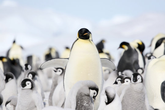 Emperor penguins (Aptenodytes forsteri)