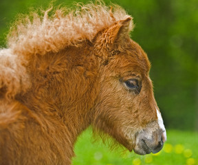 Fototapeta premium Ponyfohlen Portrait