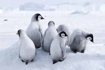 Fotobehang Emperor penguin chicks © Gentoo Multimedia