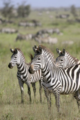 Fototapeta na wymiar Burchell's zebra (Equus burchelli)