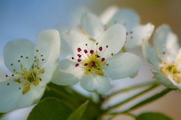 Birnenblüte
