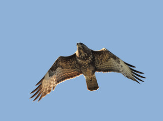Common buzzard (Buteo buteo)