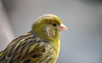 Budgie